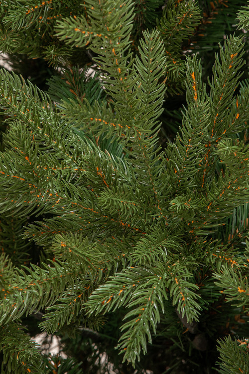 Искусственная елка Имперская 180 см., литая хвоя+пвх, ЕлкиТорг (144180)