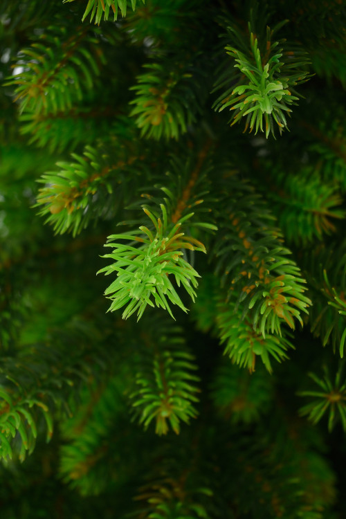 Искусственная елка Мисхор 90 см., 100% литая хвоя, ЕлкиТорг (136090)