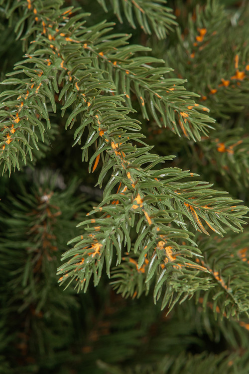 Искусственная елка Имперская 240 см., литая хвоя+ПВХ, ЕлкиТорг (144240)