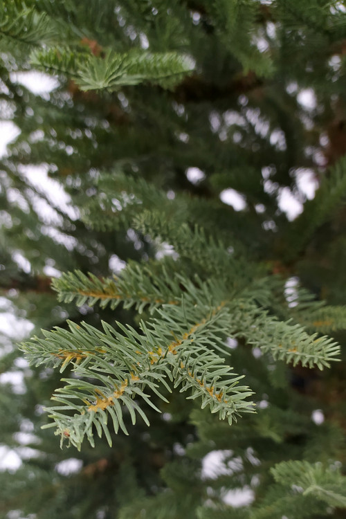 Ель Французская 215 см., 100% Литая хвоя, TreeDeLux (70079) в Санкт-Петербурге