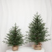 Искусственная елка Петроградская 60 см., 100% литая хвоя, ЕлкиТорг (245060)