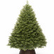 Искусственная елка Эрмитажная 270 см., 100% литая хвоя, ЕлкиТорг (94270)