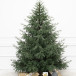 Искусственная елка Заповедная 210 см., 100% литая хвоя, ЕлкиТорг (267210) в Санкт-Петербурге