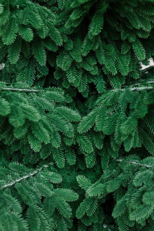 Интерьерная искусственная елка Норвежская Люкс 3,7 м., ствольная, 100% Литая хвоя, Green Trees (GT370NO)