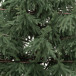Искусственная елка Заповедная 240 см., 100% литая хвоя, ЕлкиТорг (267240)  в Санкт-Петербурге