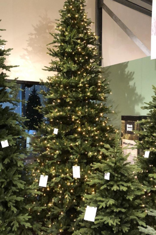 Ель Ирландская с лампочками 425 см., 1548 LED ламп, литая хвоя+пвх, Black Box (74396) в Санкт-Петербурге