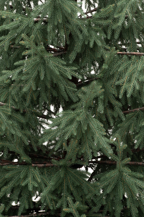 Искусственная елка Заповедная 270 см., 100% литая хвоя, ЕлкиТорг (267270) 