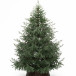 Искусственная елка Заповедная 300 см., 100% литая хвоя, ЕлкиТорг (267300)  в Санкт-Петербурге