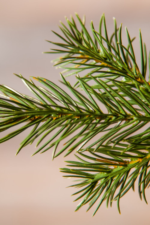 Можжевельник 155 см., зеленый, литая хвоя+пвх, Triumph Tree (72044)