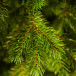 Можжевельник 155 см., зеленый, литая хвоя+пвх, Triumph Tree (72044)