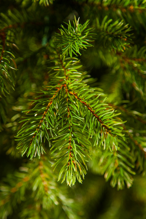 Можжевельник 185 см., зеленый, литая хвоя+пвх, Triumph Tree (72045)