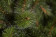 Елка Лесная Красавица 185 см., леска+пвх, Triumph Tree (73120)