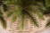 Елка Лесная Красавица 185 см., леска+пвх, Triumph Tree (73120)