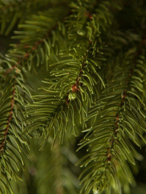 Ель Коттеджная 185 см., литая хвоя+пвх, Black Box (74214)