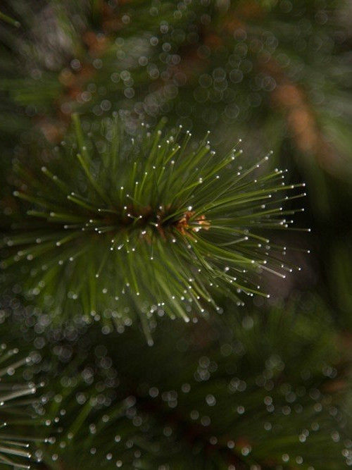 Елка Лесная Красавица 215 см., леска+пвх, Triumph Tree (73207)