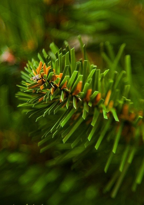 Елка Императрица с шишками 200 см., мягкая хвоя, Triumph Tree (73262)