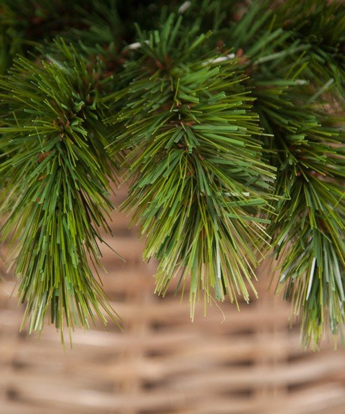 Сосна Триумф Норд 120 см., микс (леска+пвх), Triumph Tree (73075)