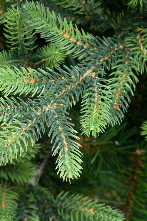 Искусственная елка Венецианская 210 см., литая хвоя+ПВХ, ЕлкиТорг (109210) в Санкт-Петербурге