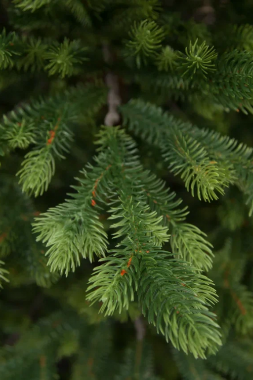 Ель Городская стройная, 100% литая хвоя, 230 см., Black Box (74620)