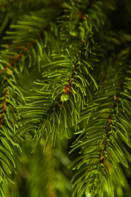 Ель Коттеджная 260 см., литая хвоя+пвх, TreeDeLux (70075) в Санкт-Петербурге