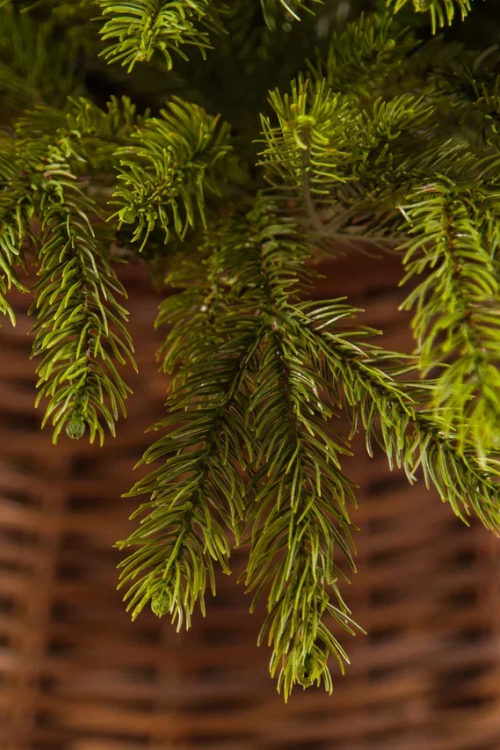 Ель Коттеджная 260 см., литая хвоя+пвх, TreeDeLux (70075) в Санкт-Петербурге