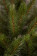 Елка Лесная Красавица 260 см., леска+пвх, Triumph Tree (73355)