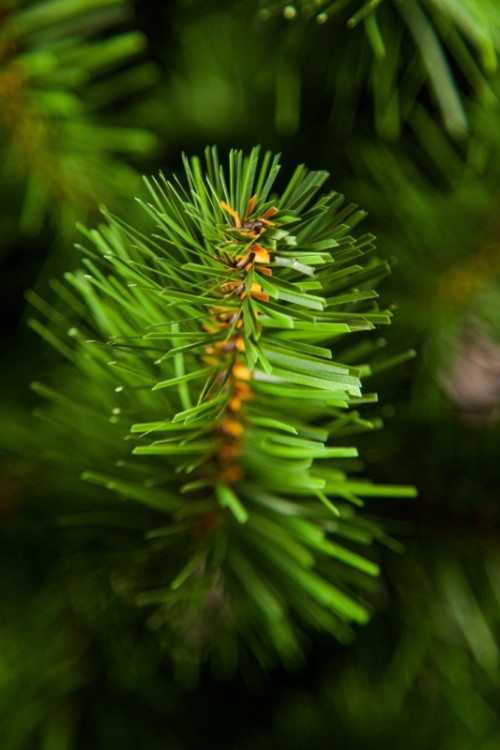 Ель Норвежская 90 см, мягкая хвоя, Triumph Tree (73128)