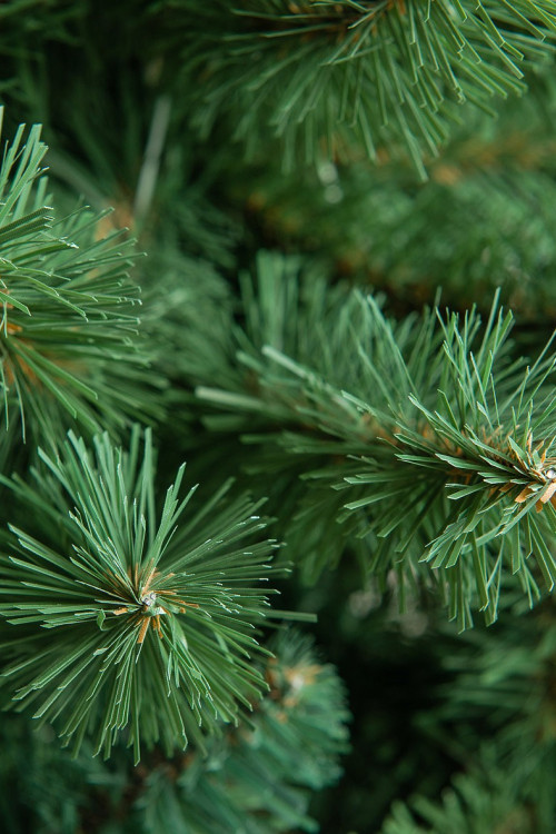 Искусственная елка Звездная 210 см., мягкая хвоя, ЕлкиТорг (10210)