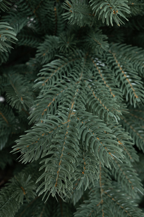 Искусственная елка Балтийская голубая 210 см., 100% литая хвоя, ЕлкиТорг (243210)