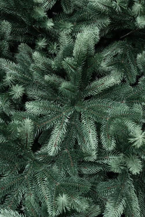  Искусственная ель Царская 5 м., ствольная, интерьерная, 100% Литая хвоя, ЕлкиТорг (194500)