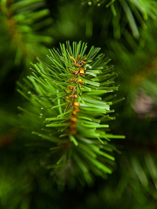 Елка Норвежская 60 см., мягкая хвоя, Triumph Tree (73585)