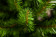 Елка Норвежская 60 см., мягкая хвоя, Triumph Tree (73585)