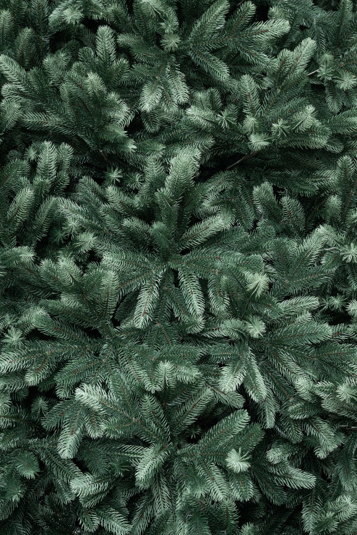 Искусственная ель Царская 6 м., ствольная, интерьерная, 100% литая хвоя, ЕлкиТорг (194600)