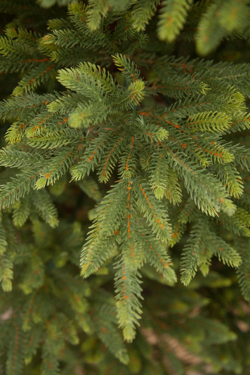 Ель Королевская стройная 260 см., 100% литая хвоя, TreeDeLux (TDL)(70030)