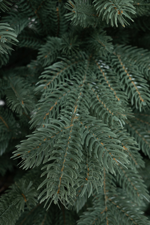 Искусственная елка Балтийская голубая 300 см., 100% литая хвоя, ЕлкиТорг (243300) в Санкт-Петербурге