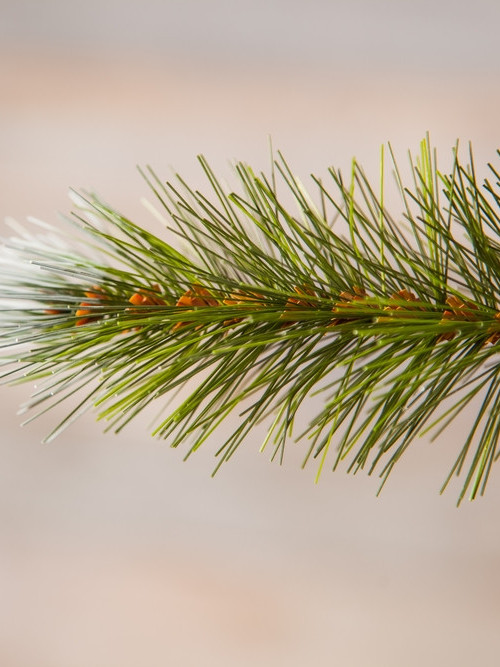 Ель Женева в мешочке с шишками, заснеженная 60 см., ЛЕСКА, Triumph Tree (73502)