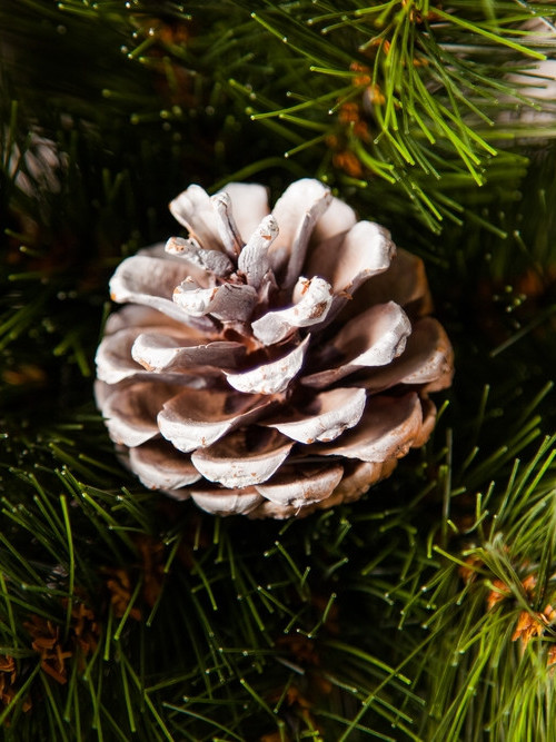 Ель Женева в мешочке с шишками, заснеженная 60 см., ЛЕСКА, Triumph Tree (73502)