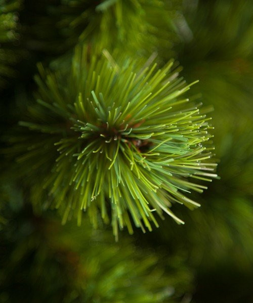 Сосна Триумф Норд стройная 185 см., микс (леска+пвх), Triumph Tree (73005)