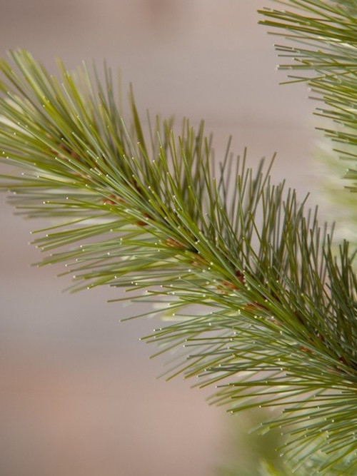 Ель Лесная красавица голубая 120 см., леска+пвх, Triumph Tree (73618)