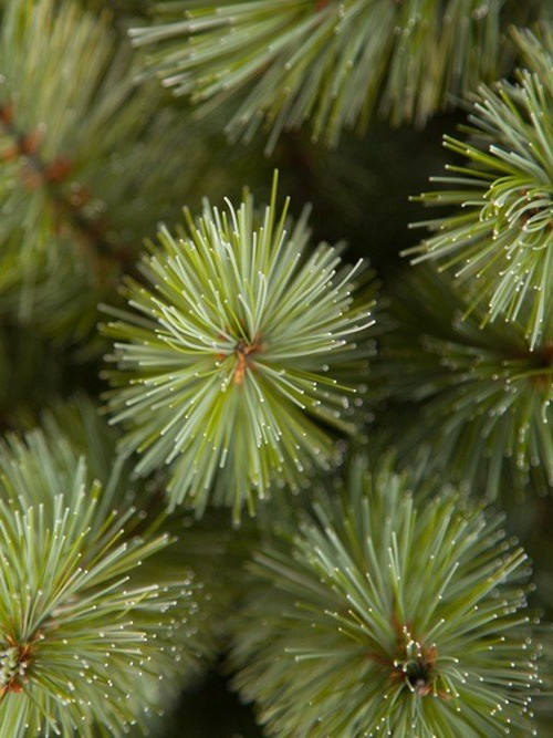 Ель Лесная красавица голубая 120 см., леска+пвх, Triumph Tree (73618)