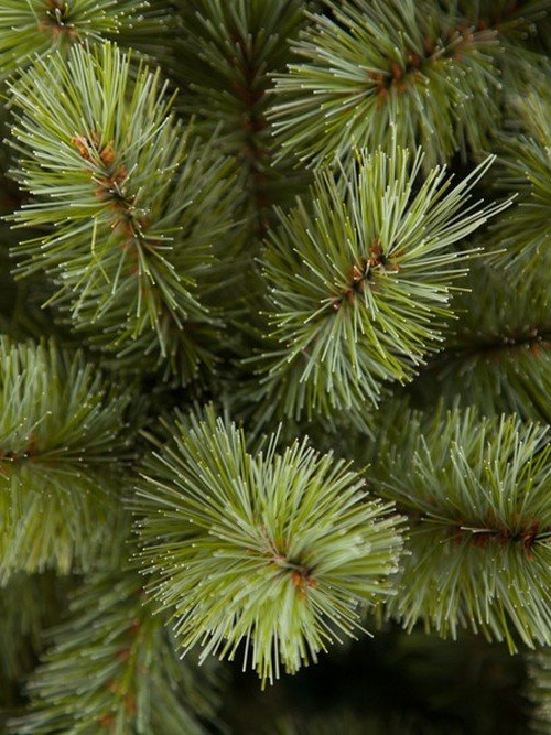 Ель Лесная красавица голубая 120 см., леска+пвх, Triumph Tree (73618)