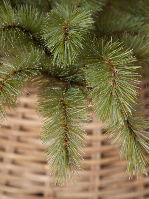 Ель Лесная красавица голубая 120 см., леска+пвх, Triumph Tree (73618)