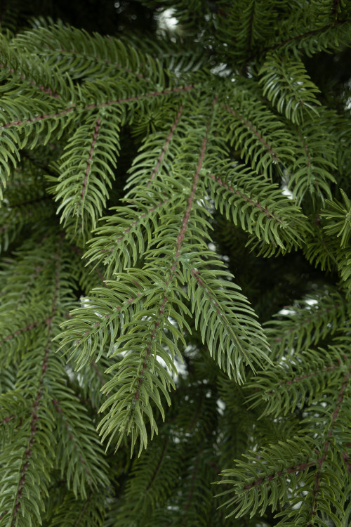 Искусственная елка Михайловская 180 см., 100% литая хвоя, ЕлкиТорг (242180)