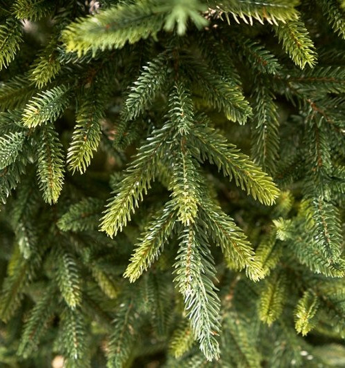 Искусственная ель Испанская 180 см., ЛИТАЯ 100%, Max Christmas (ЕЛИСП18)