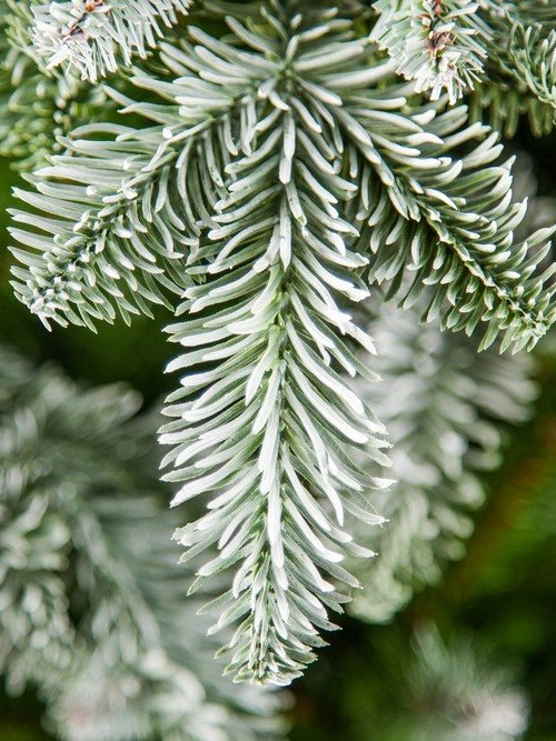 Елка Нормандия пушистая заснеженная 215 см., литая хвоя+пвх, Triumph Tree (73532)