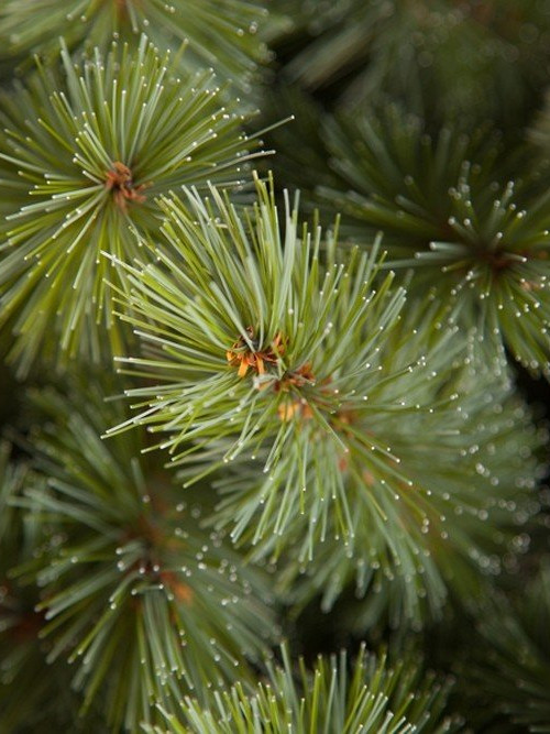 Ель Лесная красавица голубая 185 см., леска+пвх, Triumph Tree (73435)