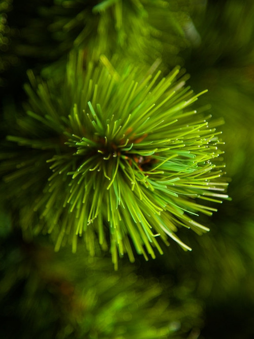 Сосна Триумф Норд в мешочке 60 см., леска+пвх, Triumph Tree (73073) в Санкт-Петербурге