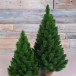 Сосна Триумф Норд в мешочке 60 см., леска+пвх, Triumph Tree (73073) в Санкт-Петербурге