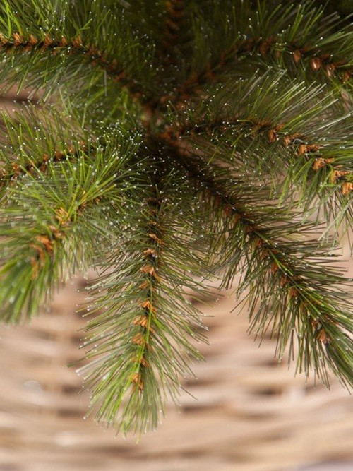 Елка Лесная Красавица стройная 185 см., леска+пвх, Triumph Tree (73903)