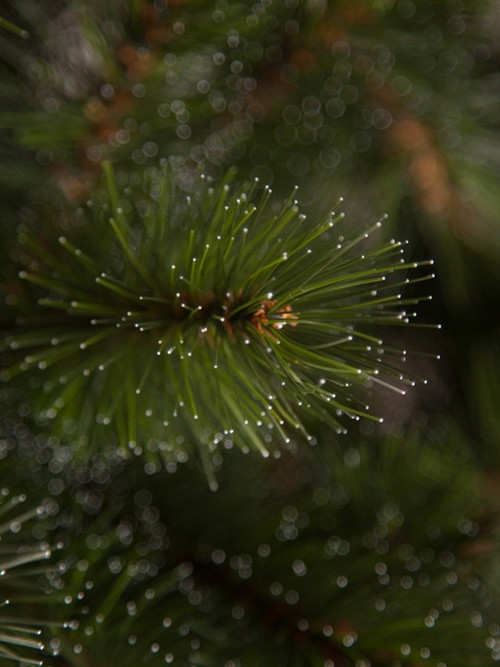 Елка Лесная Красавица в мешочке 45 см., леска, Triumph Tree (73988)